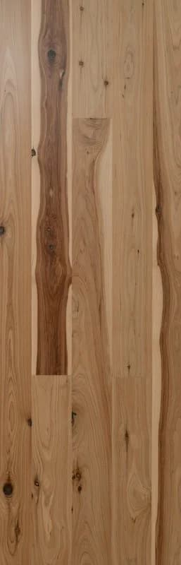 Australian Cypress